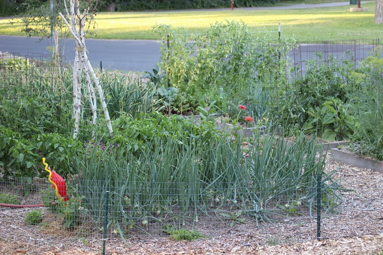 front yard vegetable garden front yard vegetable garden