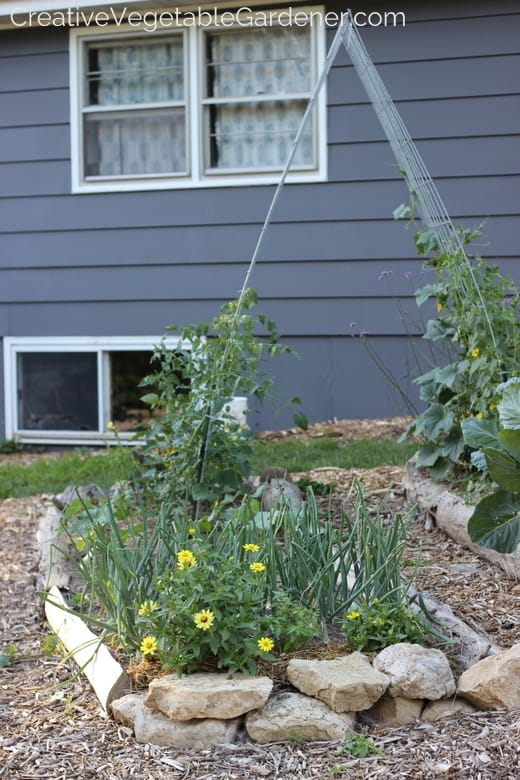lush vegetable garden in yard lush vegetable garden in yard