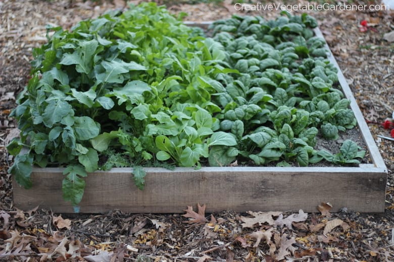 fall vegetables in garden bed