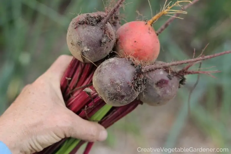 How to Grow Beets in Your Garden