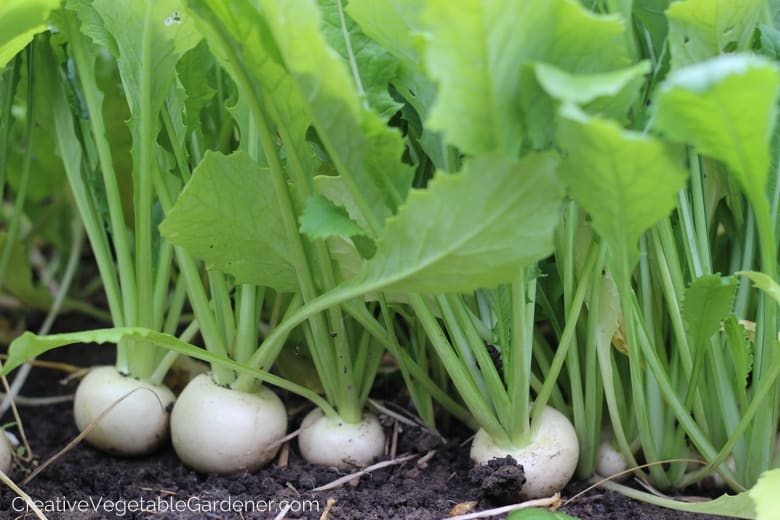 turnips in the garden
