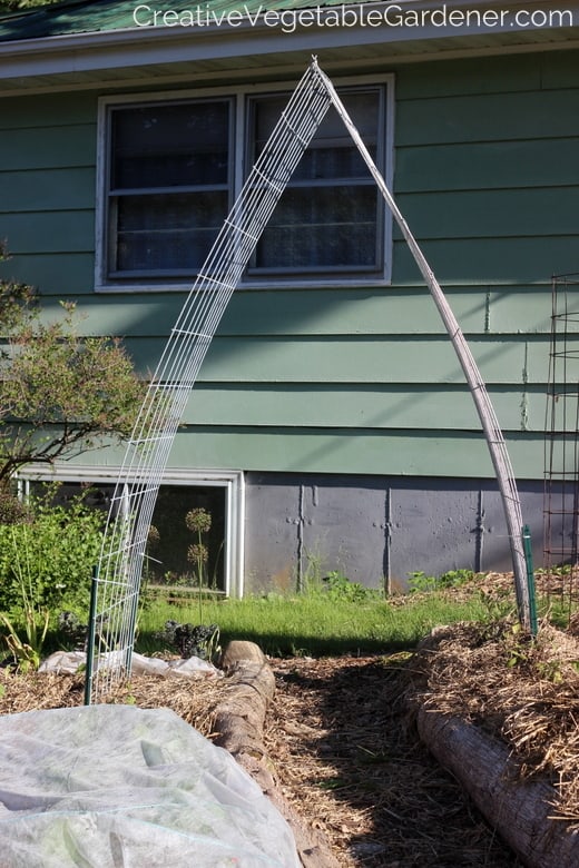 woman picking tomatoes under trellis in garden