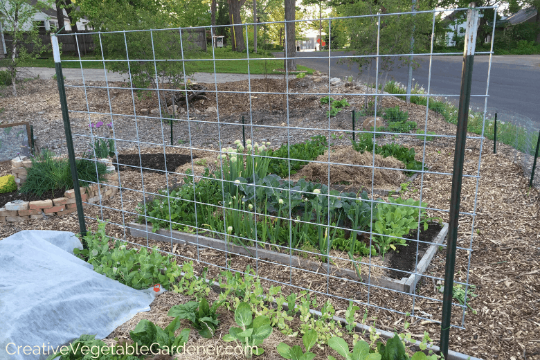 trellis in vegetable garden