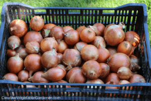 onion harvest for food storage