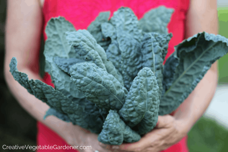 kale harvest for preserving