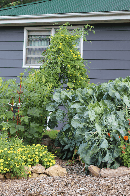 diy cattle panel trellis