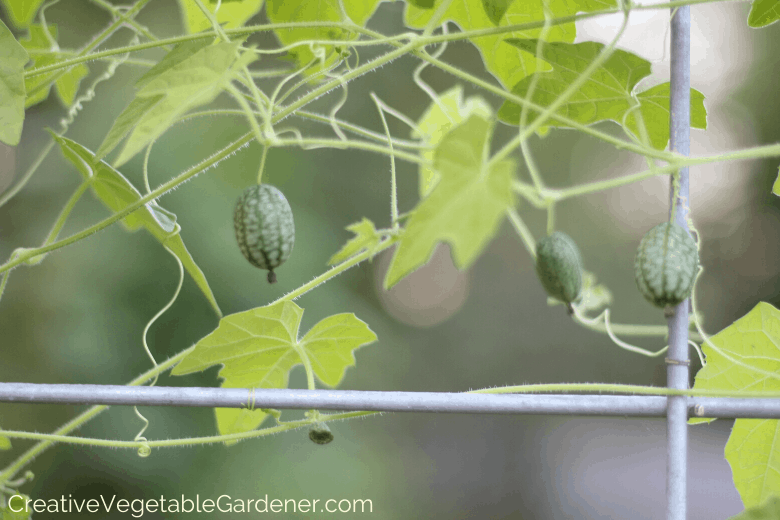 vining vegetable trellis