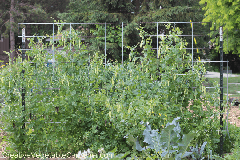 cattle panel trellis ideas