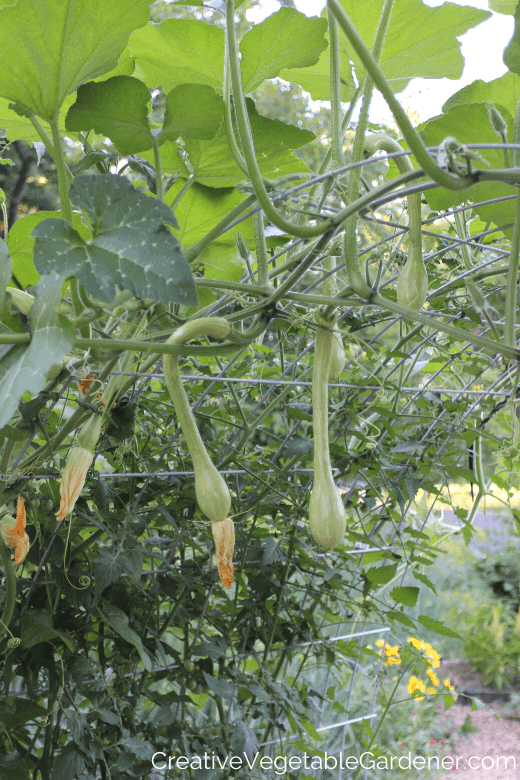 cattle panel squash trellis cattle panel squash trellis