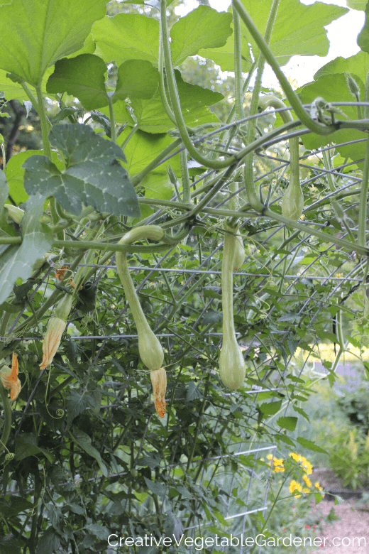 growing zucchini vertically