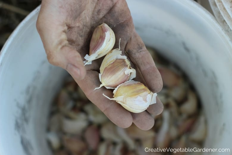 hand with garlic seed to plant