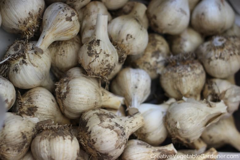 different garlic varieties to grow