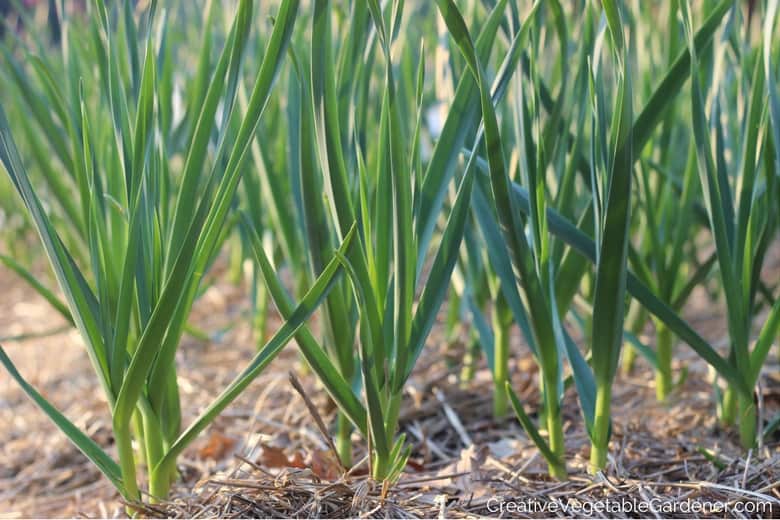 garlic varieties growing in the garden