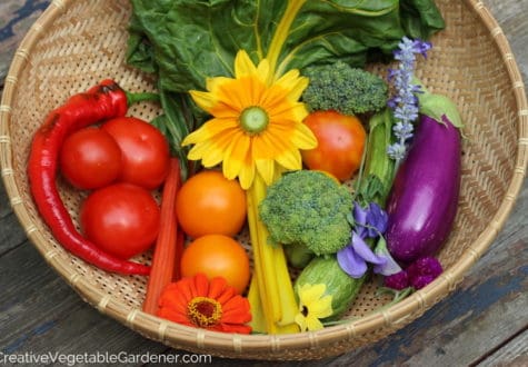 colorful vegetable harvest