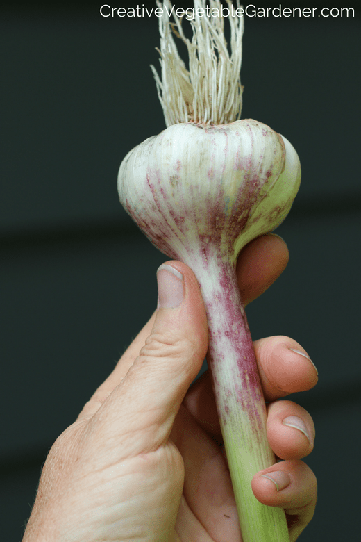  what garlic varieties to grow