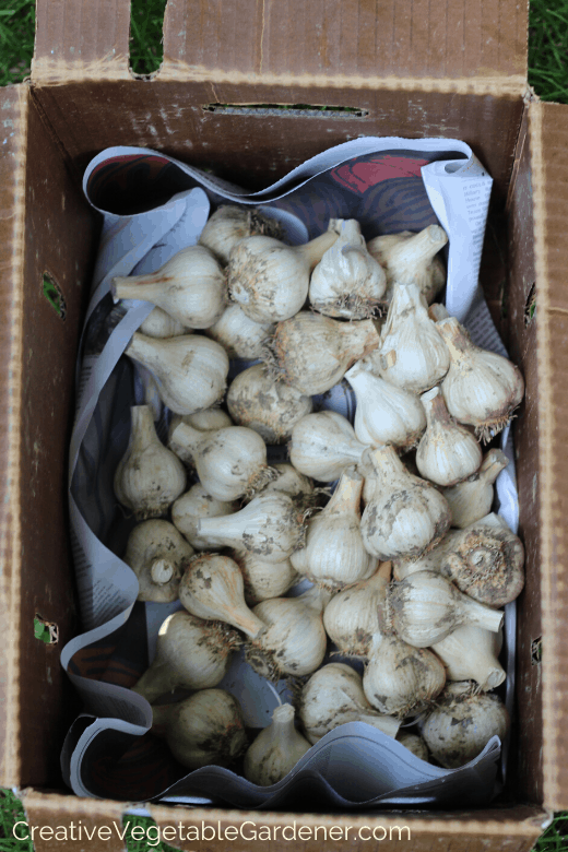 choosing garlic varieties