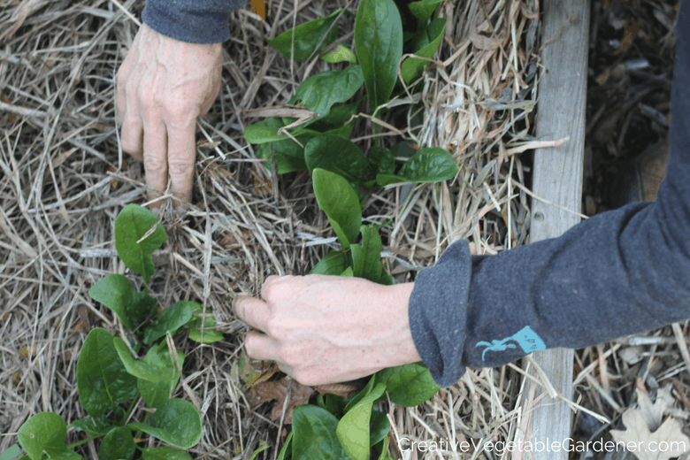 hands mulching a spinach bed in fall