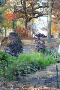 fall vegetable garden mulched for winter