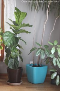 houseplants in dining room