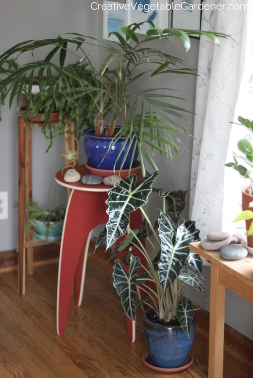 houseplants in dining room