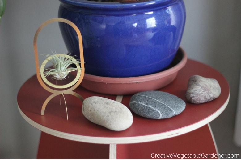 plant in pot with rocks plant in pot with rocks