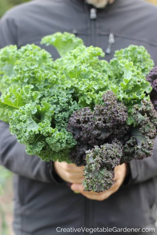 how to choose vegetable varieties man holding kale