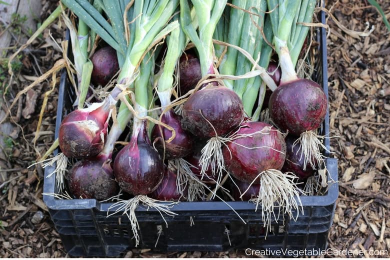 crate of garden onions vegetable varieties for the garden