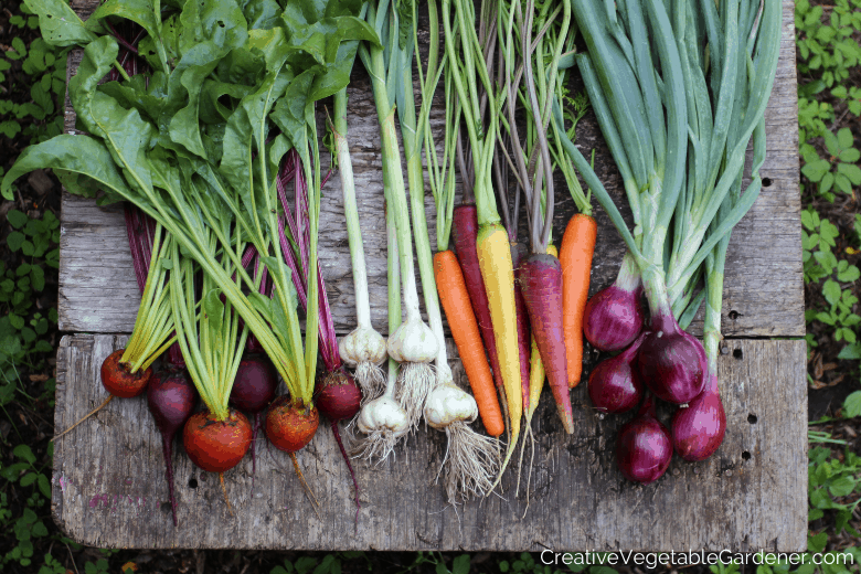 garden harvest of beets, garlic, carrots, onions what varieties to grow in garden