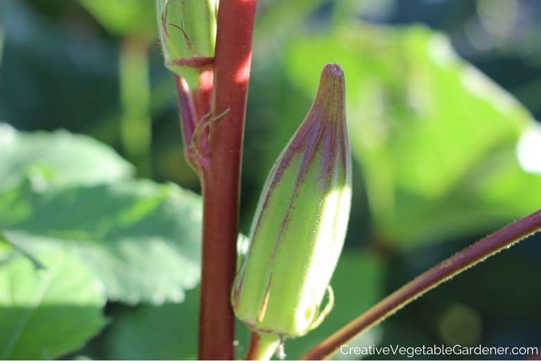 okra in the garden how to choose varieties for your garden