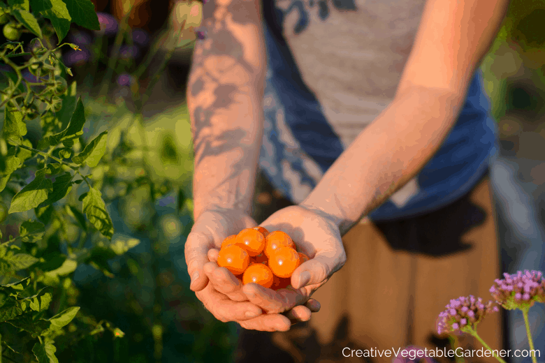 hands with sun gold tomatoes 