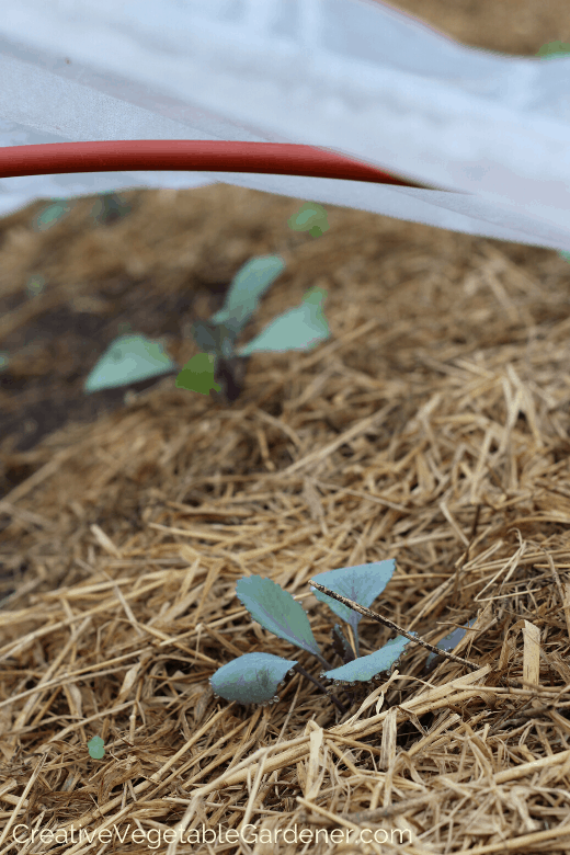how to plant vegetables in spring