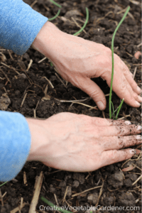 hands planting onions in garden