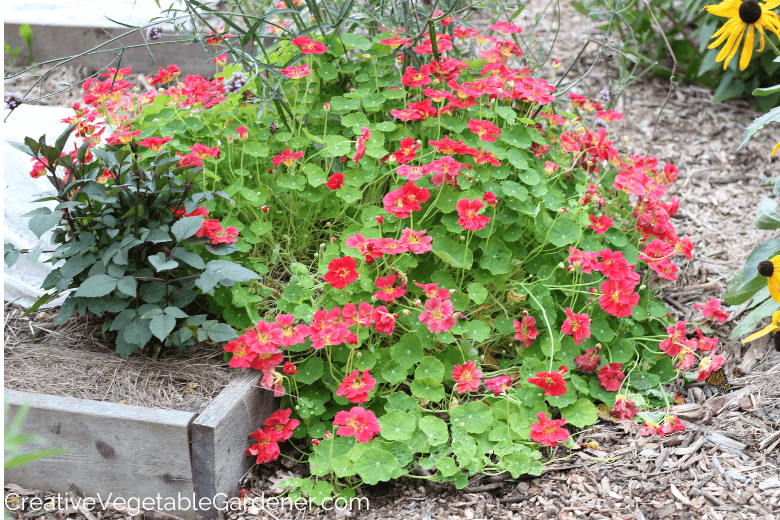 nasturtium flowers for raised bed gardening nasturtium flowers for raised bed gardening