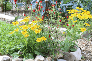 flowers in a raised vegetable garden bed