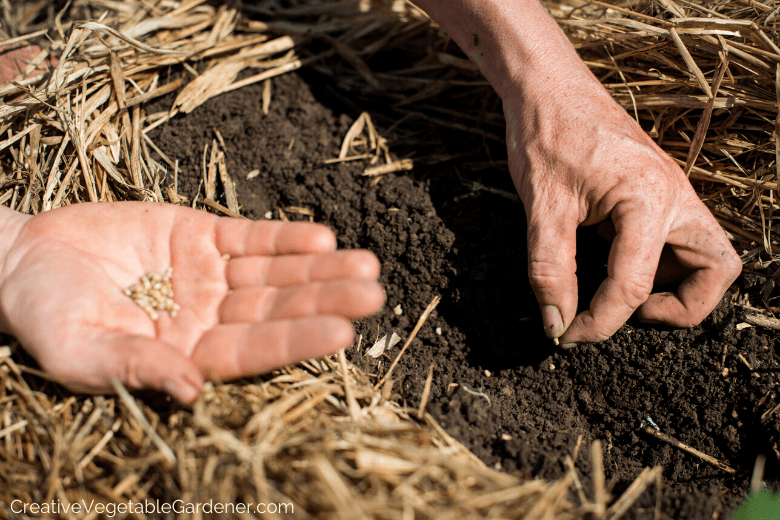 what to plant in spring vegetable garden what to plant in spring vegetable garden