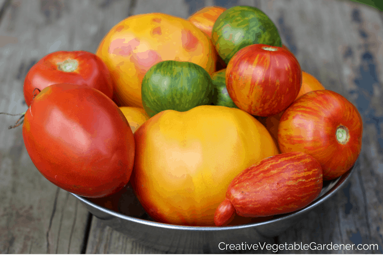 tomato harvest and how to prune tomato suckers