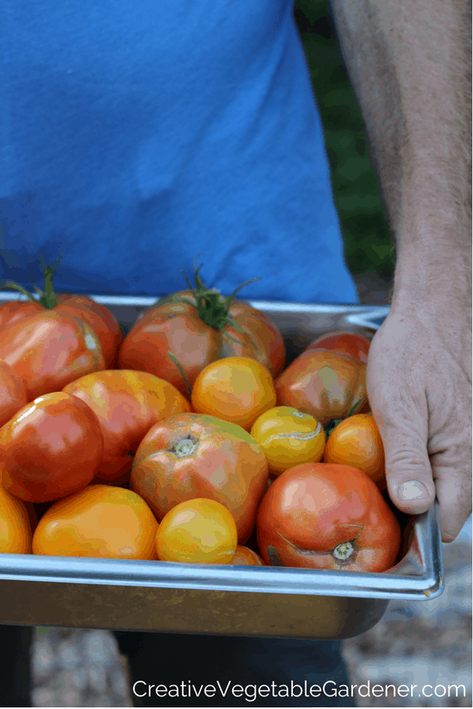 tomato harvest and how to remove tomato plant suckers