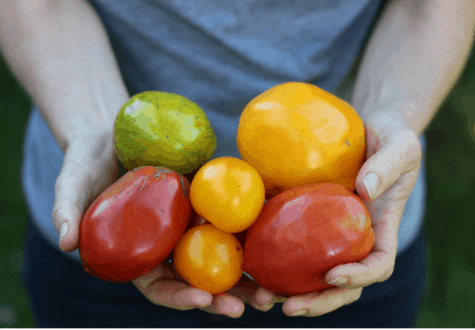 hands holding colorful garden tomatoes