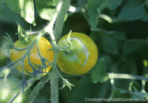 yellow tomatoes from garden
