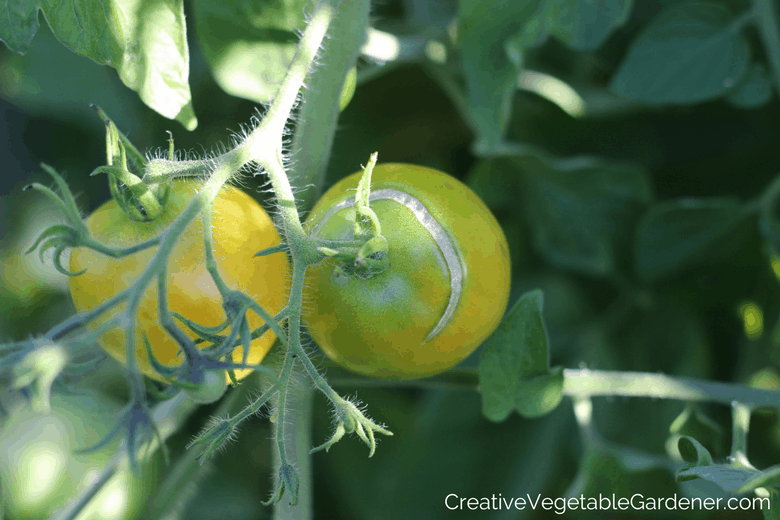 pruning tomato plant suckers