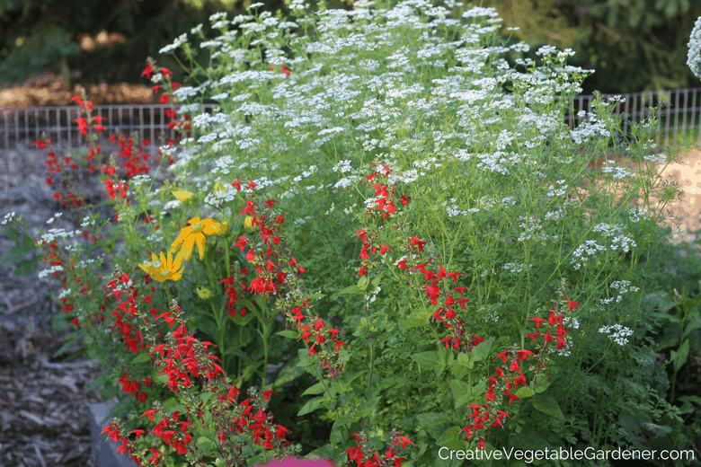 cilantro flowers bolting in garden