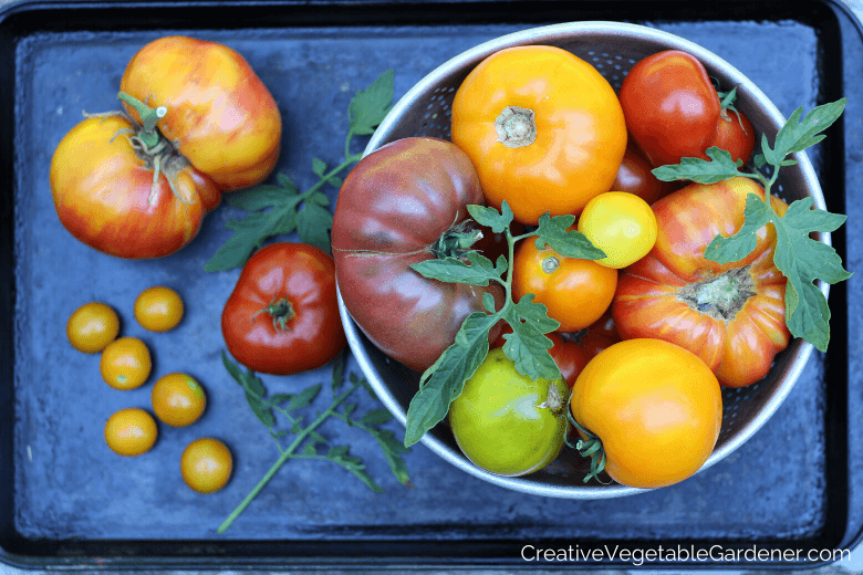 colorful tomato harvest