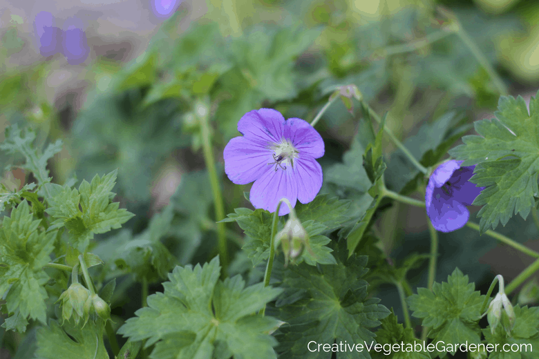 summer blooming perennials geranium rozanne summer blooming perennials geranium rozanne