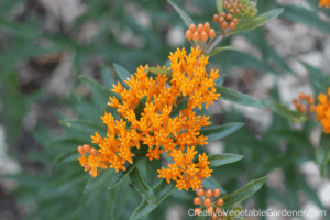 summer blooming perennials butterfly weed
