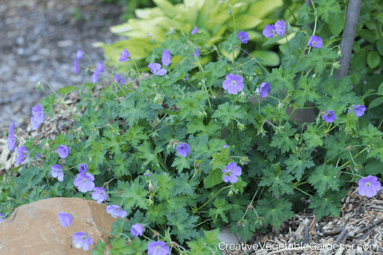 summer blooming perennials geranium rozanne summer blooming perennials geranium rozanne