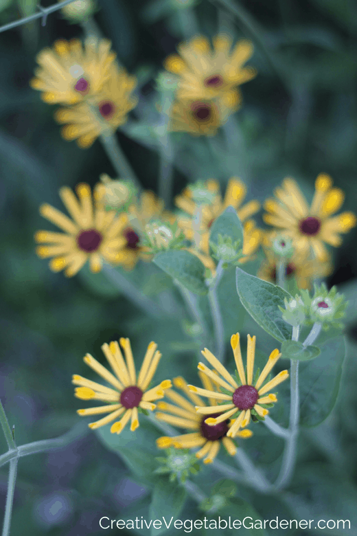 Summer blooming perennials rudbecia little henry Summer blooming perennials rudbecia little henry