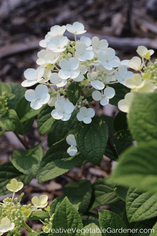 summer blooming perennials little quick fire summer blooming perennials little quick fire