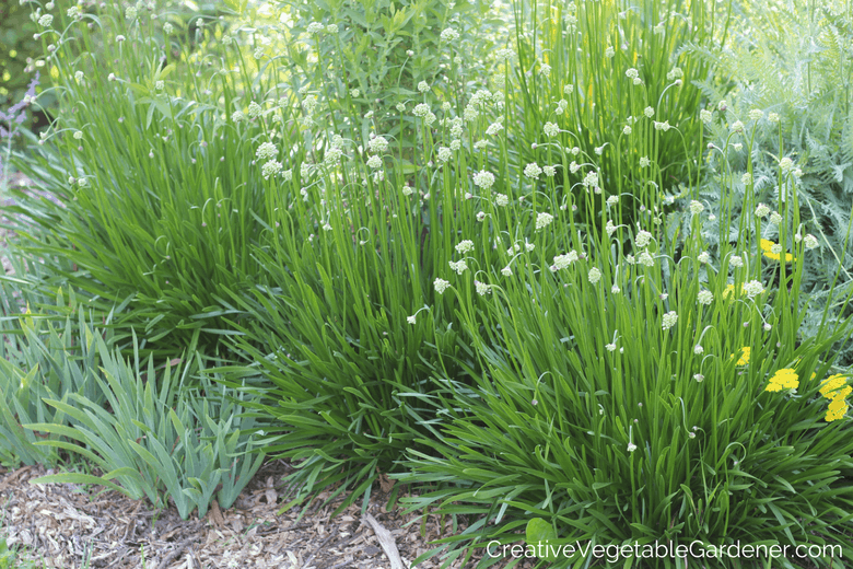 summer blooming perennials allium summer beauty summer blooming perennials allium summer beauty