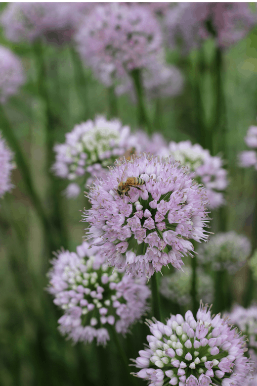 summer blooming perennial ornamental onion summer blooming perennial ornamental onion