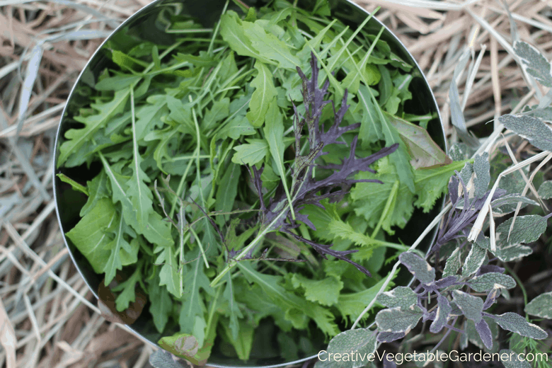 harvesting salad mix from growing a fall garden